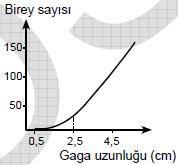 gözlenmiştir.