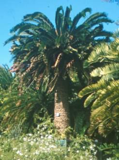 Aynı zamanda Palmiye benzeri ağaçlar (sikadlar /cycads), Ginko