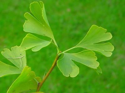 Gingko Jura Döneminde kutuplarda buzullar yoktu, böylece deniz