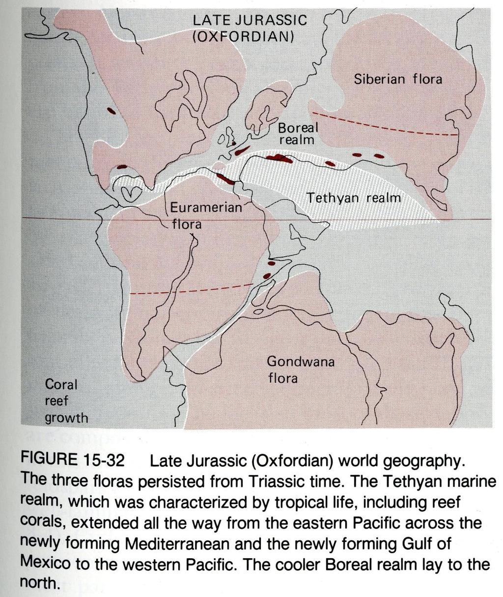 Geç Jura (Oksfordiyen) Dünya Paleocoğrafyası. Geç Jura Döneminde, 3 flora (Örameriyen, Sibirya ve Gondvana) grubu Triyas Döneminden kalmıştır.