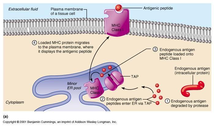 16 Şekil 2.4: Endojen antijen sunumu Endojen antijen sunumununda MHC sınıf 1 molekülleri rol alır. Viral protein önce hücresel proteozom tarafından parçalanır (1)(Şekil 2.4).