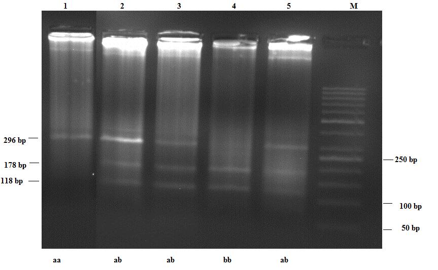 50 Şekil 4.5: DRB1 ekson 2 gen bölgesi Hin1I enzimi kesim modeli Not: M, Invitrogen 50 bp DNA Ladder (15628-019); 1.kuyuda aa; 2-3-5. kuyuda ab ve 3. kuyuda bb genotipli örnekler bulunmaktadır.