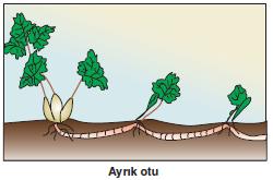 d-) Toprak Altı Gövdesi ile Üreme (Rizom) **Ayrık otu, zencefil gibi bitkilerin rizom gövdeleri toprak altında kalan