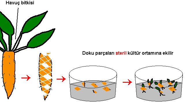 Bu olayda; 1)Bitkiden alınan doku ve hücreler sağlam olmalıdır. 2)Alınan hücreler besi ortamına konulur. 3)Hücreler hızla çoğalarak doku kümeleri oluşturur.