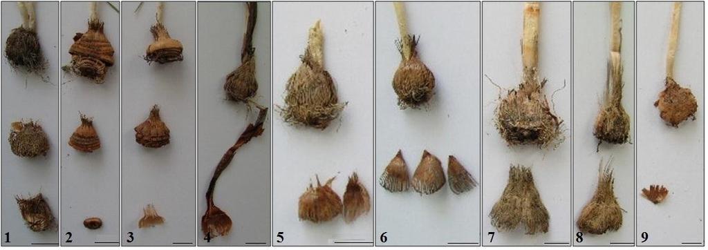 Figure 3. Corm types of Crocus taxa growing in Balıkesir. 1. Crocus gargaricus, 2. C. chrysanthus 3. C. biflorus subsp. nubigena, 4. C. flavus subsp. dissectus 5. C. olivieri subsp. istanbulensis 6.