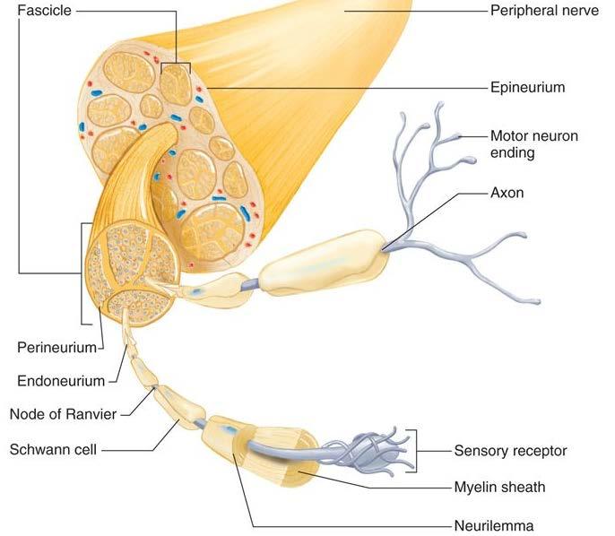 Periferik sinir Axon Body Myelin kılıf https://www.studyblue.