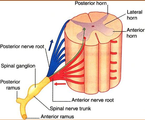 Motor unit-efferent Anterior horn hücreleri Motor axon İnerve ettiği kas fibrilleri Nöromüsküler bileşke Sensory-afferent Cell body- dorsal root ganglion (spinal ganglion) İki sistemin