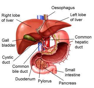 4. Karaciğer bozuklukları ve tedavisi Karaciğer insan vücudu için son derece önemli bir organdır.