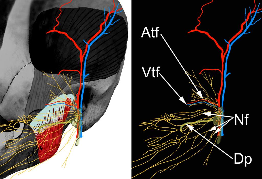 Şekil 13. Ductus parotideus (Dp), nervus facialis (Nf), arteria transversa faciei (Atf), ve vena transversa faciei (Vtf). Şekil 14.