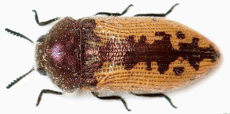 29 4.1.18. Acmaeodera pilosellae Bonelli, 1842 (Coleoptera: Buprestidae) Tanınması: Buprestidae familyasına ait bu türde vücut uzunluğu 3-8 mm dir.
