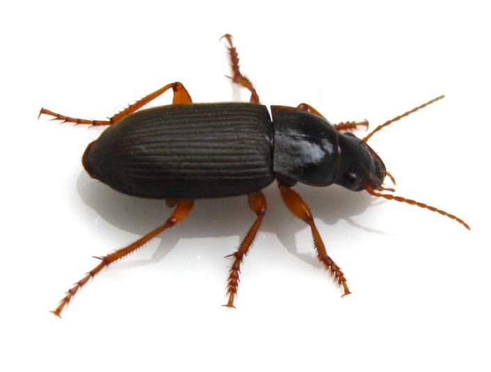 30 4.1.19. Harpalus (Pseudoophonus) rufipes De Geer, 1774 (Coleoptera: Carabidae) Türkçe Adı: Çilek Tohum Böceği Tanınması: Ergin böceğin vücut uzunluğu 14-17 mm dir. Vücut rengi mat siyahtır.
