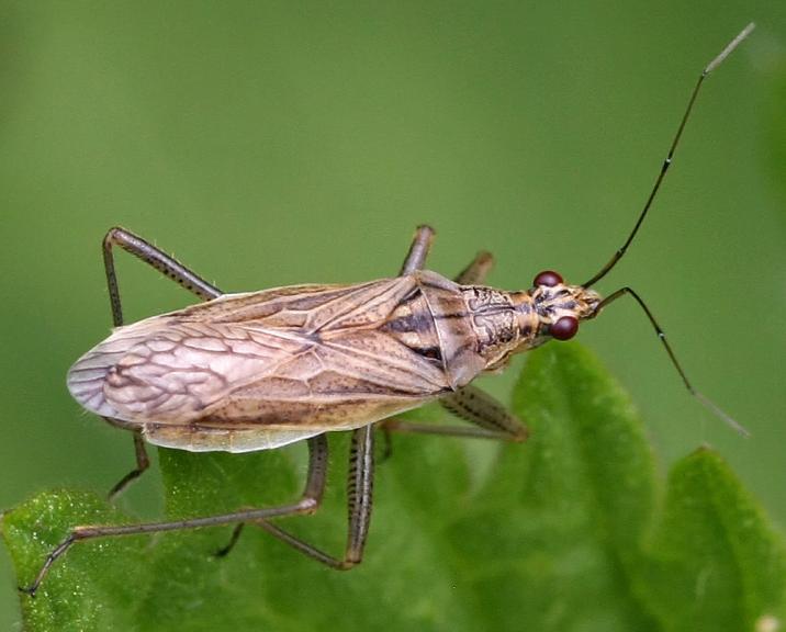 39 4.3.1.5. Nabis pseudoferus Remane, 1949 (Hemiptera: Nabidae) Tanınması: Uzunca vücutlu, grimsi veya kirli sarımsı renktedir.