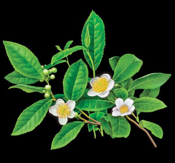 Camellia Sinensis (Yeşil Çay) Vücutta yağların yakılma sürecini