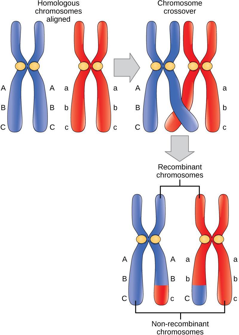 Mayoz bölünmede; eşleşmiş kromozomların kesişme noktaları olan kiazmalarda meydana gelen parça değiştokuşu (crossing-over) sonucunda rekombinasyon ortaya çıkar.