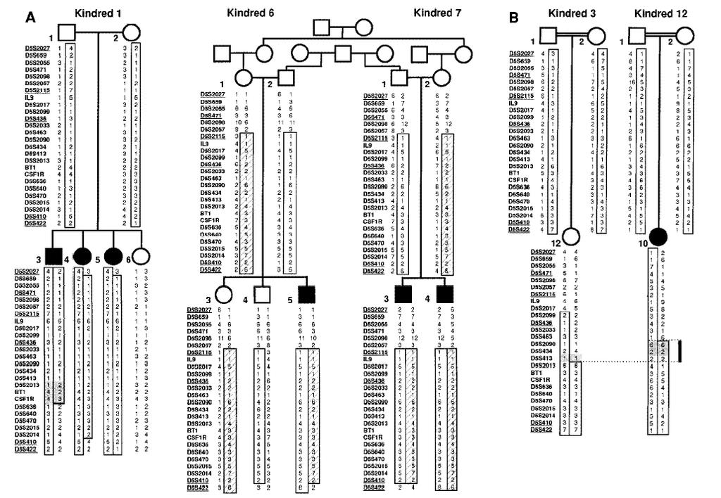 Netherton Syndrome Haplotypes Chavanas