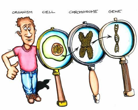 KROMOZOM : Karakterleri şifreleyen DNA ların proteinlerle birleşmesiyle oluşan yapılardır.