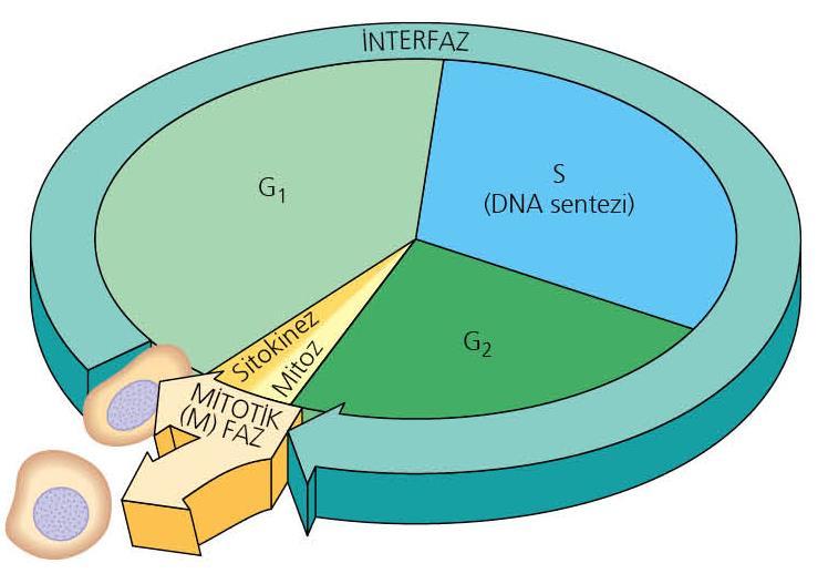 Mayoz bölünme Mitoz bölünme DNA