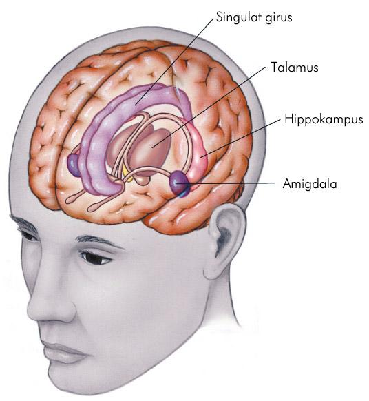 Beyin (cerebrum): Limbik Sistem Bazal ganglionlar hareketin kontrolü Limbik