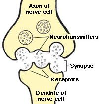 Sempatik ve parasempatik sistem organlar üzerindeki etkilerini nöronlarından salıverilen nörotransmitterler aracılığı ile yaparlar.