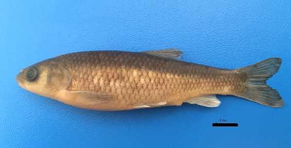 Şekil 3.1. Squalius fellowesii nin genel vücut görünümü (orijinal) Kafa ve vücut sırta doğru koyulaşan sarımsı kahverengidir. Karın sarımsı beyaz renkte olup peritoneum siyahtır.