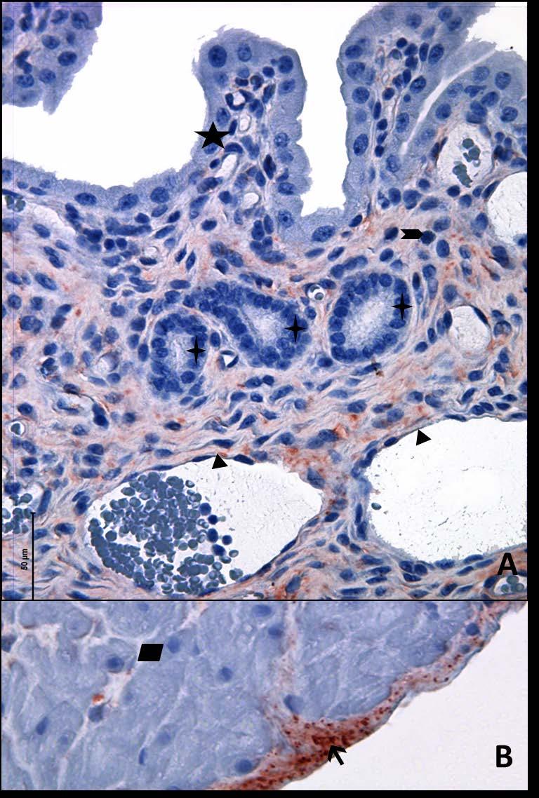 Resim 19A,B: Gebe, diyabet olmayan genç gruba ait uterus dokusunda tip6 kollajen boyamasında, epitel, bez