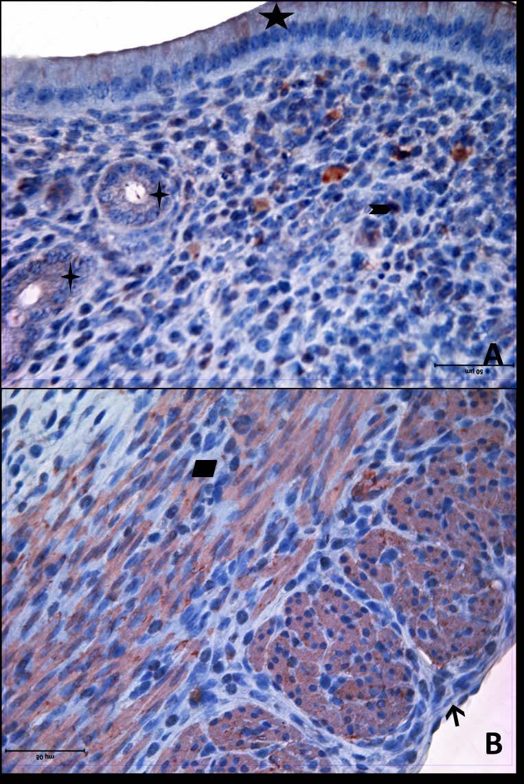 Resim 29A,B: Gebe ve diyabeti olmayan yaşlı gruba ait uterus dokusunda, alfa aktin boyamasında epitel, bez