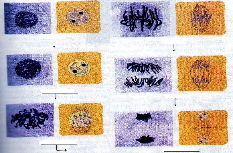 10. Resimlerin altında verilen boşluklarda mitoz bölünmenin evrelerini yaz. /6p. 11. Verilen özelliklerden hangileri virüsleri bakterilerden ayırt eden özellikleri bul (6 doğru cevap var )?