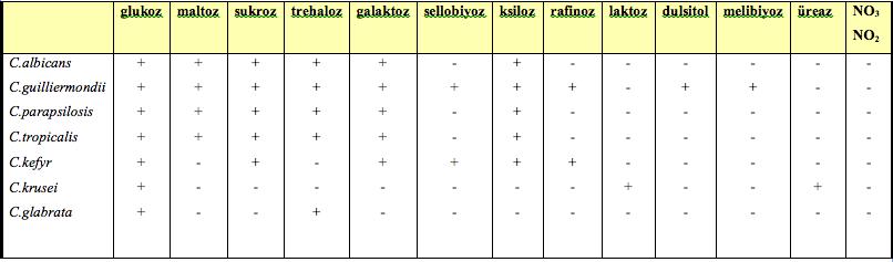 verilmiştir (Murray, 2007). Tablo 2.2. Bazı Önemli Candida Türlerinin Önemli Kimyasal (Asimilasyon) Özellikleri C. albicans iki morfolojik test ile diğer kökenlerden ayrılır.