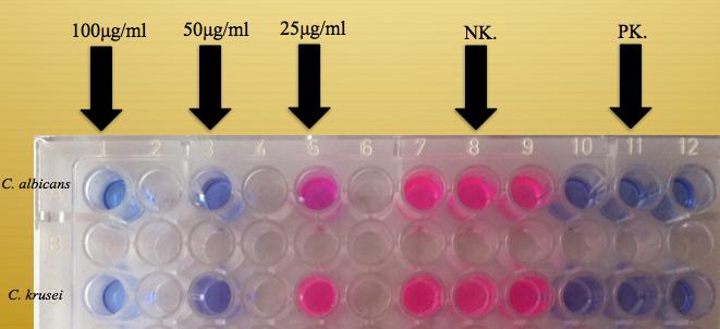 NK: Negatif kontrol, PK: Pozitif kontrol Şekil 4.4. ZL 3 B nin oksidatif metabolizmaya etkisi 4.5.