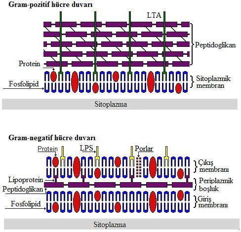 119 Hücre duvarı Bakterilerin Gram boyamalarına göre sınıflandırılmasında hücre duvarı temel alınır. Gram-pozitif bakterilerde peptidoglikan ince tabakalar şeklindedir (Şekil 4.18)