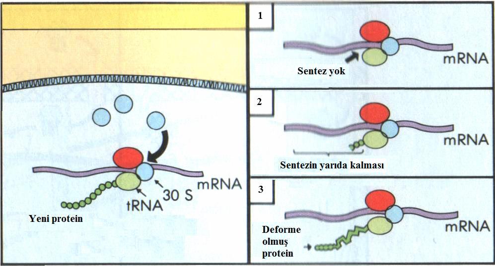 mantar hücre membranları için gerekli olan ergosterol membran geçirgenliğini ve membran enzimlerinin aktivitesini düzenler.