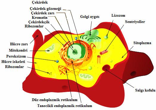 39 Hücre duvarları, ağırlıklı olarak kitin yapıdadır. Ayrıca hücre zarı yapısında, hayvanlardaki kolesterol yerine, ergosterol adı verilen özel bir bileşik bulunur. Şekil 2.13. Mantarın bölümleri 2.