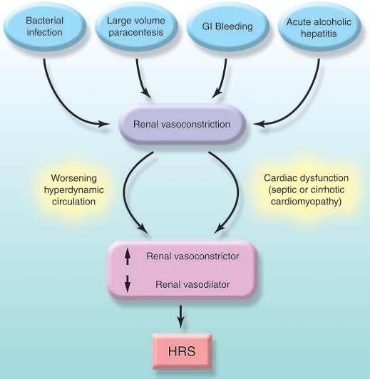 Bakteriyel infeksiyon HRS presipite eden faktörler + Parasentez (> 5L) Varis kanaması Major cerrahi
