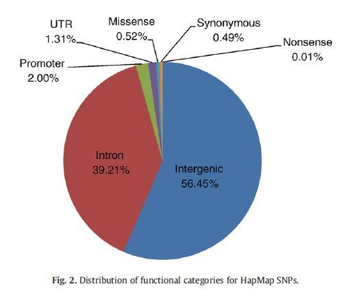22.107 otozomal genin 22.215 i (%96 sı) en az bir SNP içermekte geri kalan 892 gende ise herhangi bir SNP tanımlanamamış. HapMap SNP lerin %56.