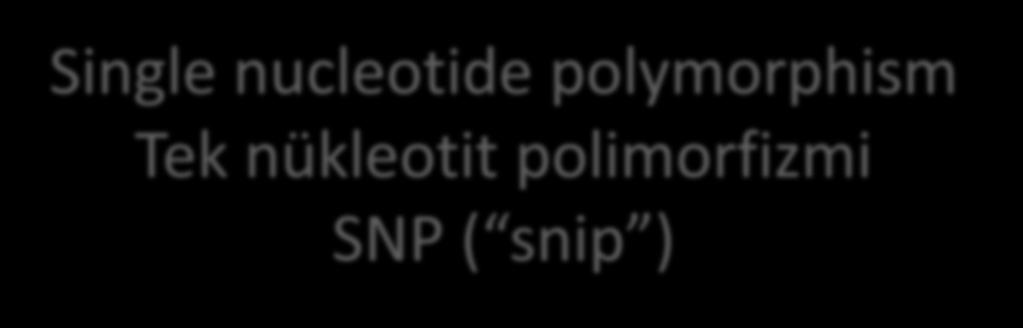 tipi Single nucleotide