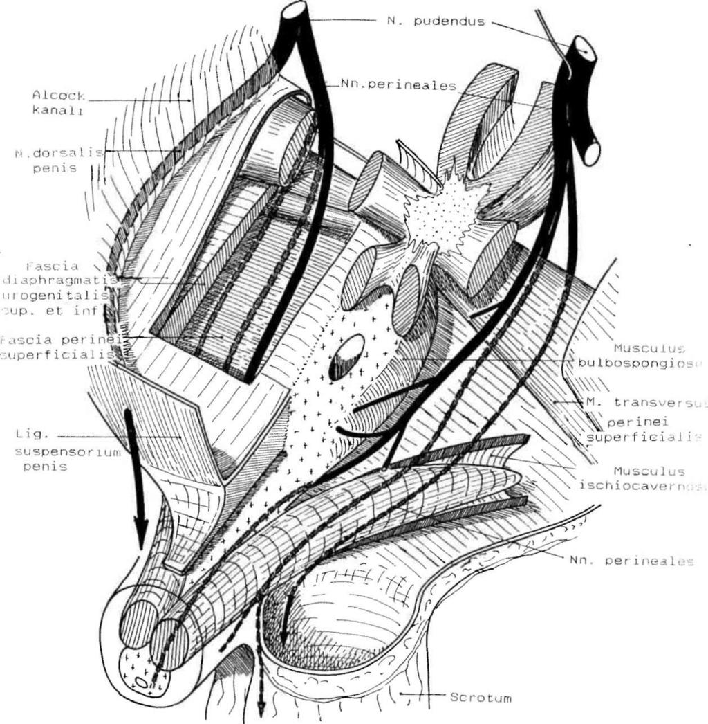 ARINCI ve Ark. PENİSİN DAMAR SİSTEMİ VE İNNERVASYONU 85 Şekil 3. Pcnis'in Sinirleri (Cahiers D'anatonıie. Masson & Cic 1%9'dan alınmıştır). Plexus hypogastricus inf.