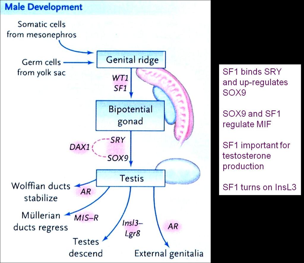 Erkek gelişimi Mezonefrozdan gelen somatik hücreler Yolk kesesinden gelen germ hücrleri Normalde erkek gelişimi; Y kromozomu geni SRY nin geçici olarak kendini ifade etmesi ile başlar.