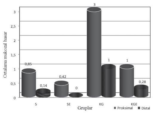 KG grubunun postoperatif 1. ve 7. gün greft proksimal uç mukozal hasarının KGE grubundan anlamlı olarak daha fazla olduğu izlendi (p=0.006 ve p=0.004) (Şekil 5,6).