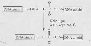 2) DNA parçalarının DNA ligaz ile bir klonlama vektörüne bağlanması (Ligasyon) Klonlama vektörleri, genellikle plazmit veya virüslerden elde edilmiş, bağımsız replikasyon yapabilen ve gen