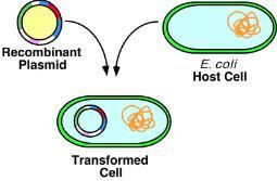 Bakteriyel transformasyon 3) Klonlanmış DNA nın bir konak organizmaya transferi (transformasyon) Test tüpü içinde içinde hazırlanmış rekombinant DNA bir konak organizmaya
