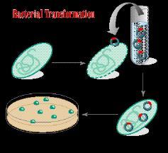 bakterilerdeki transformasyon yöntemleri Konak hücre Ca 2+ iyonları ile muamele edilerek yabacı DNA yı (vektör) hücre içeni alma yeteneği kazanır.