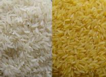 Pirincin β-karoten miktarı arttırılarak A vitaminince zenginleştirilmesi sağlanmıştır (Altın pirinç-golden rice) Çeşitli uygulamalarda (kızartma gibi) istenen özelliklerden biri oleik asit miktarının
