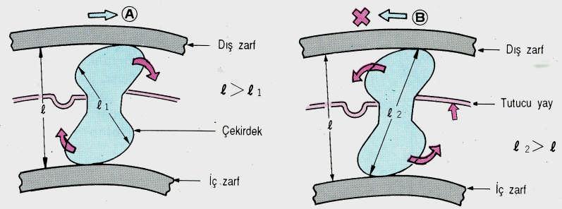 Tek yönlü kavrama elemanı üzerinde çekirdek ve bu çekirdeği tutan yaydan oluşur. Şekil 1.7 de tek yönlü kavrama ve yapısı gösterilmektedir. 8.