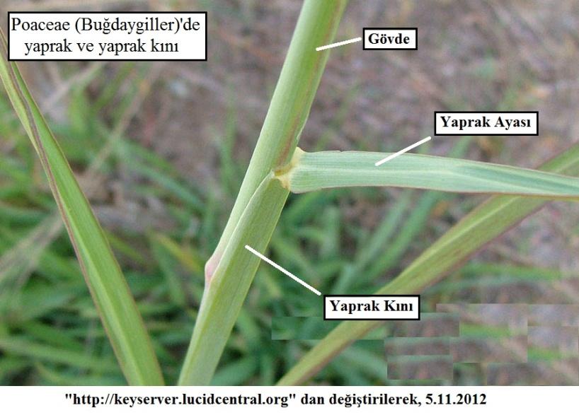 Yaprağın Şekli ve Yapısı Genel olarak bir yaprak; yaprak tabanı (bazis), yaprak sapı (petiyol) ve yaprak ayası (lamina) olmak üzere 3