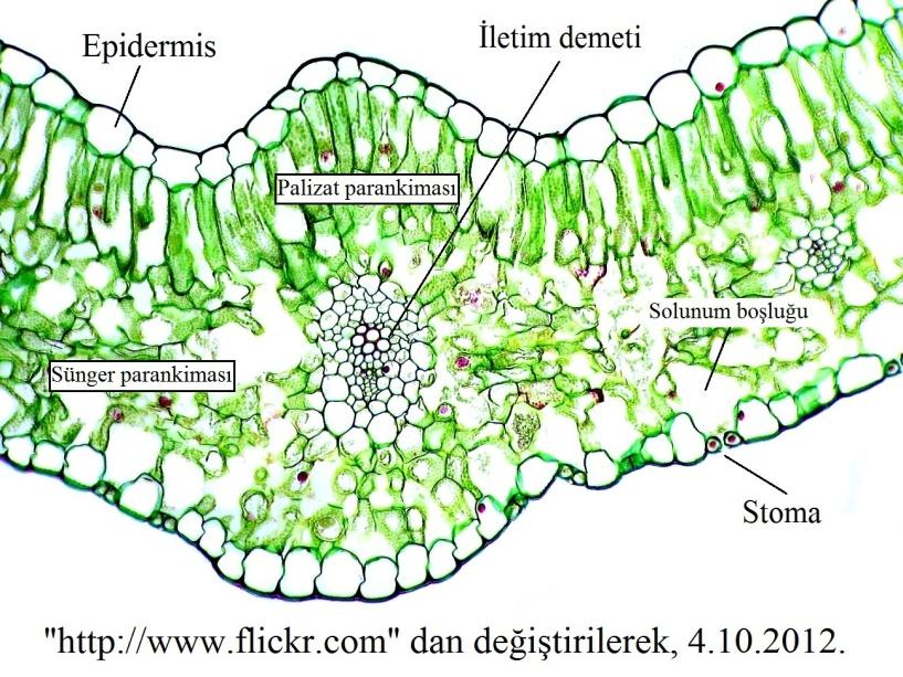 Fotosentez ve terleme olaylarının büyük kısmı burada gerçekleşir. Yaprak ayasının enine kesitinde alt ve üst kısımda tek sıra hücreden oluşan epidermis tabakası görülür.