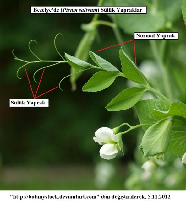 yardımcı olur. Örneğin Bezelye (Pisum sativum) ve Bakla (Vicia faba).