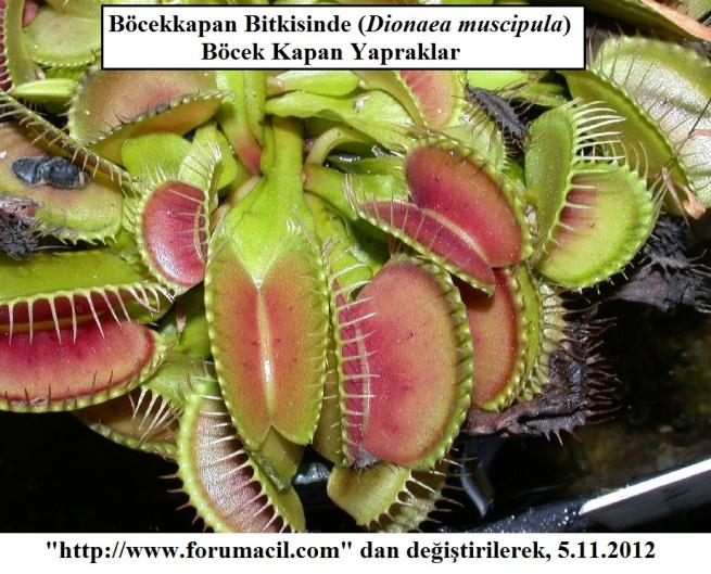 ) Böcekkapan (Dionaea sp. veya Drosera sp.