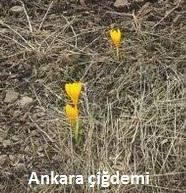 Nepeta aquatica (Kedi Nanesi), Phlomis armeniaca (Alev Dudak), Salvia aethiopis (Adaçayı), Thymus Sp.