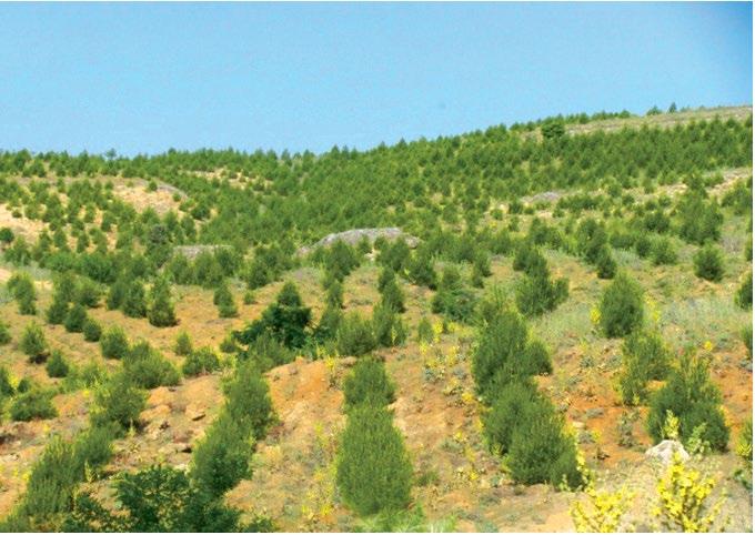81 İlde 81 Orman Projesi Türkiye deki orman varlığını artırmak hedefiyle, TEMA Vakfı, Orman Genel Müdürlüğü ve İş Bankası tarafından 2008 yılında uygulamaya konulan 81 İlde 81 Orman Projesi nde 5