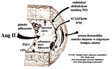 6 Türk Kardiyol Dern Arş Şekil 1. Angiotensin II Aterojenik Etkileri. VCAM: Vasküler hücre adhezyon molekülleri. NO: Nitrik oksit. PAI: Plazminojen aktivator inhibitorü.